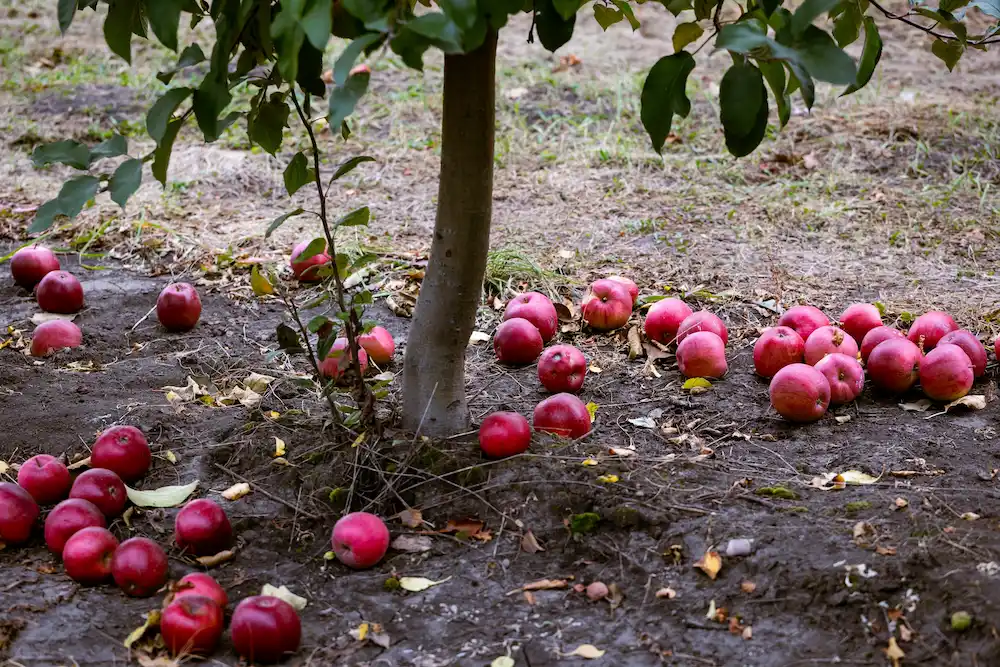 fallen fruit