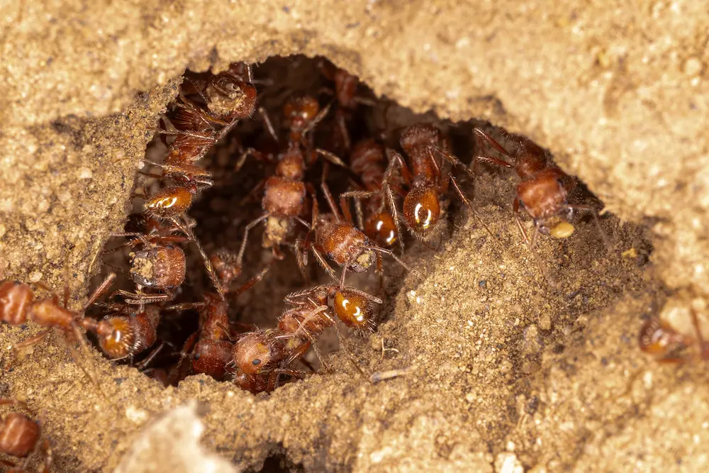 ants around entrance of nest