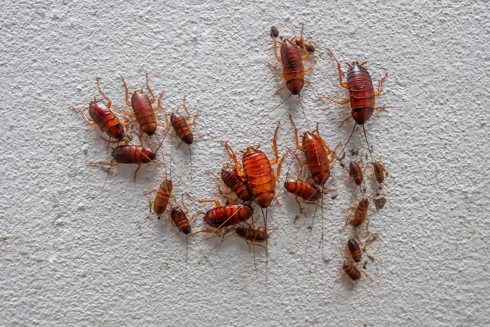 cockroaches on wall