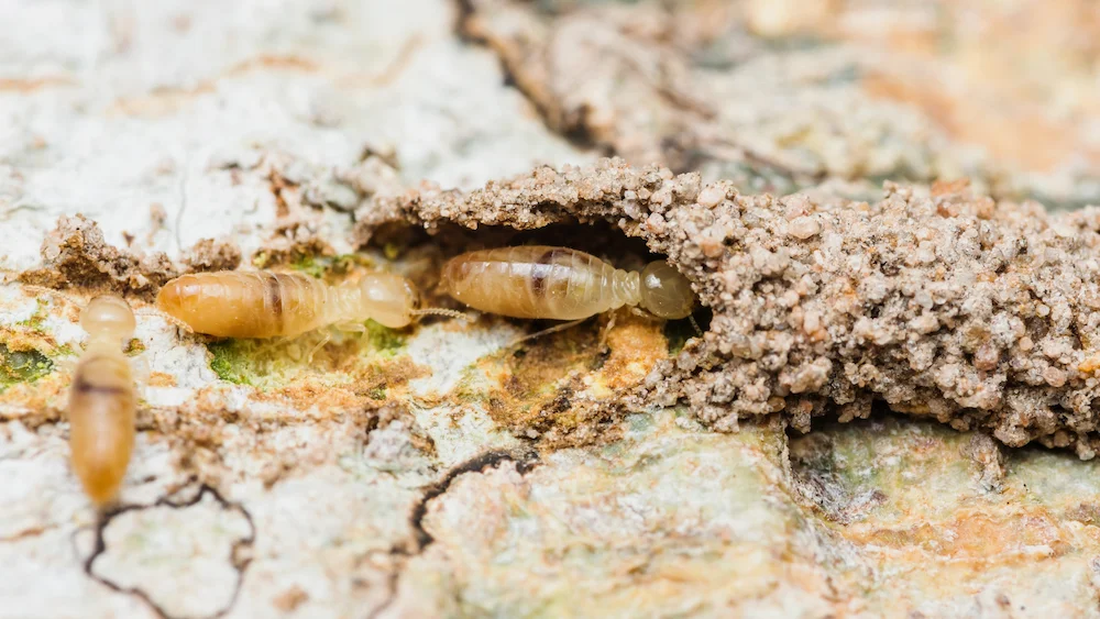 termites crawling in mud tubes