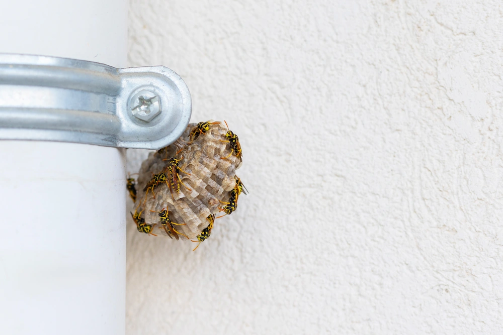 wasp nest behind bracket