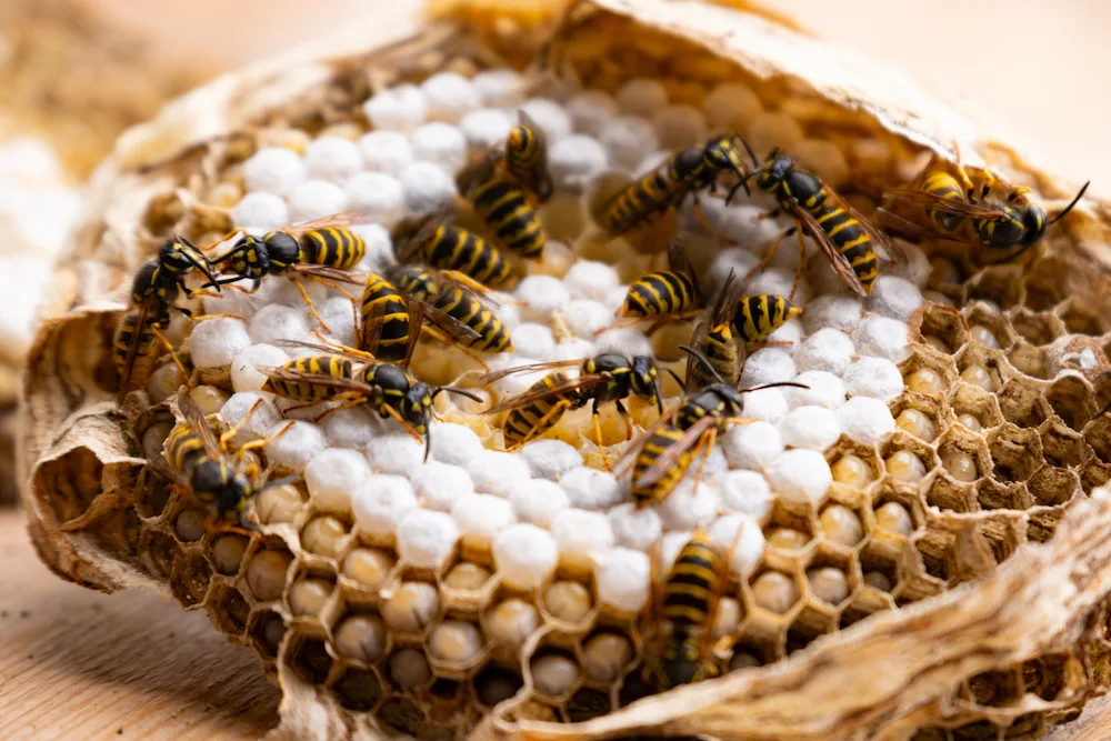 wasps in nest