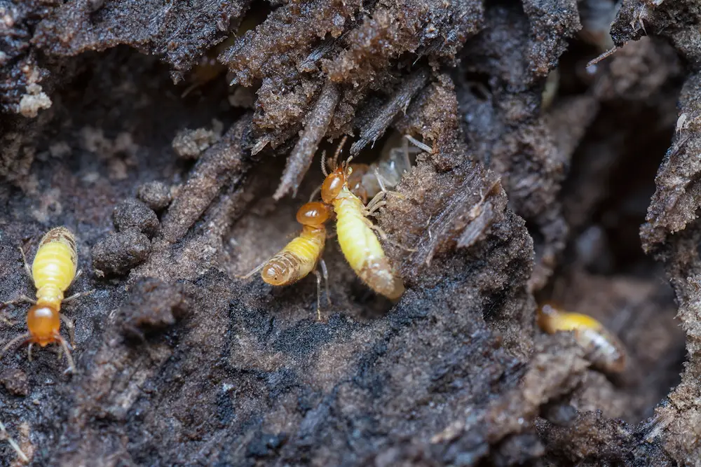 termites on wood