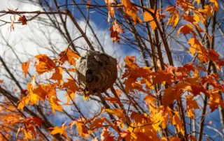 wasps are busy in early fall