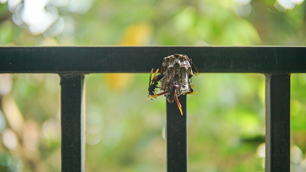 wasps building nest along railing