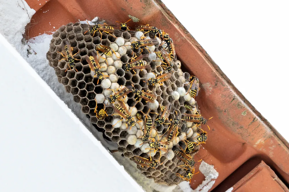 wasp nest