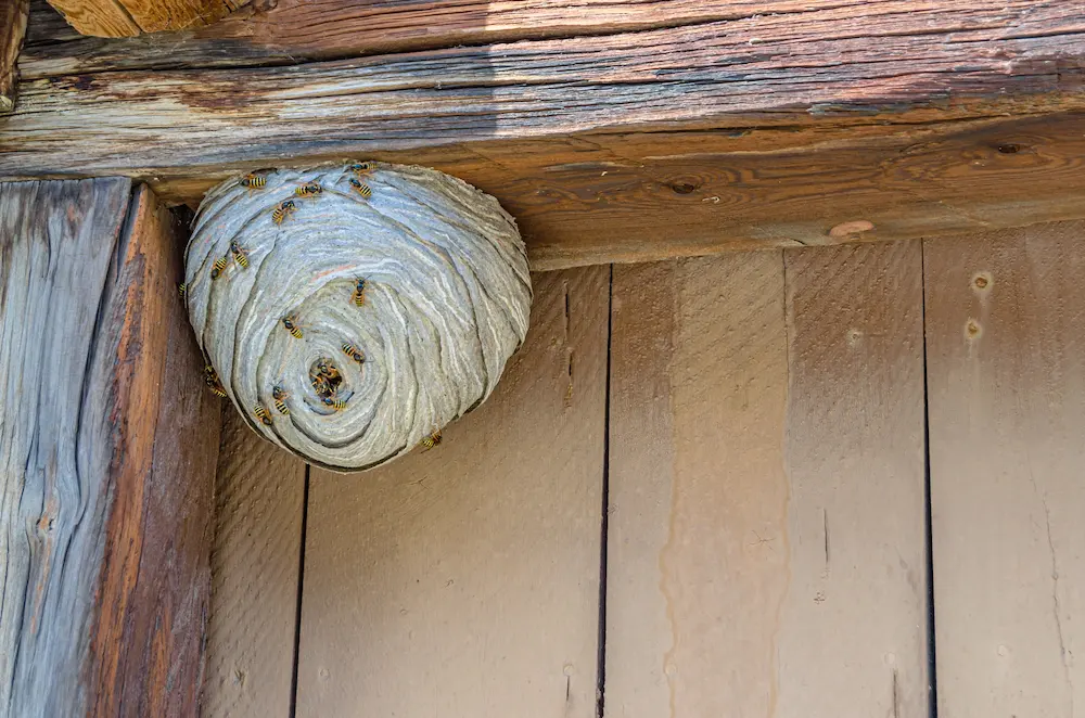 large wasp nest under wood beams