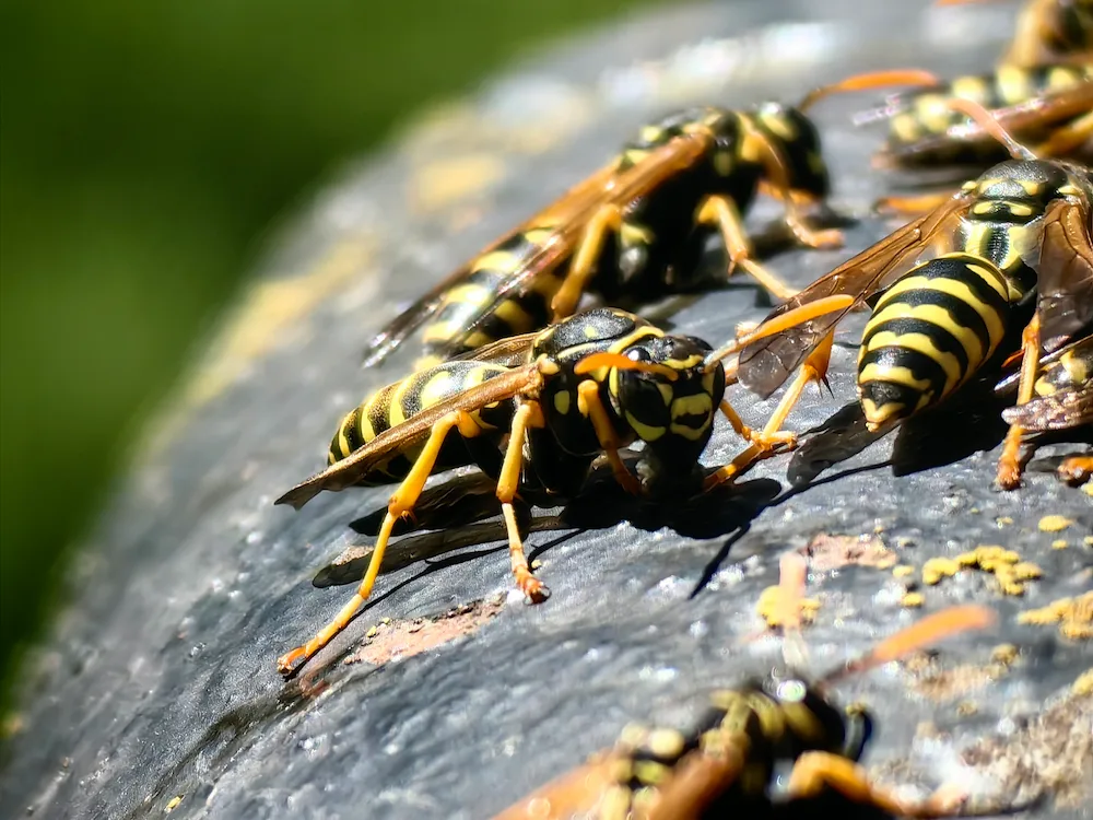 wasps