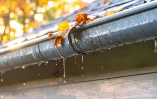 clogged gutters lead to pest problems