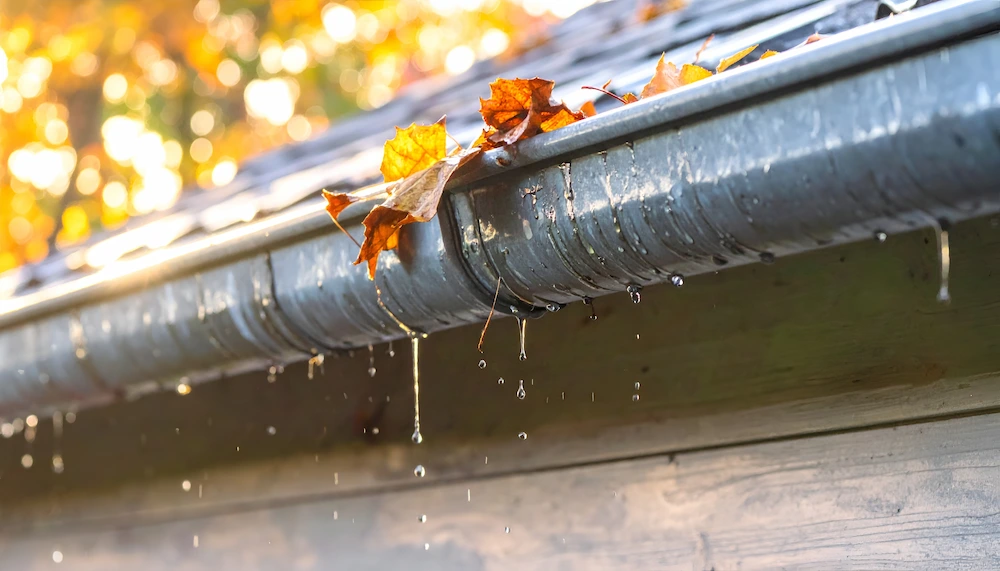 clogged gutters lead to pest problems