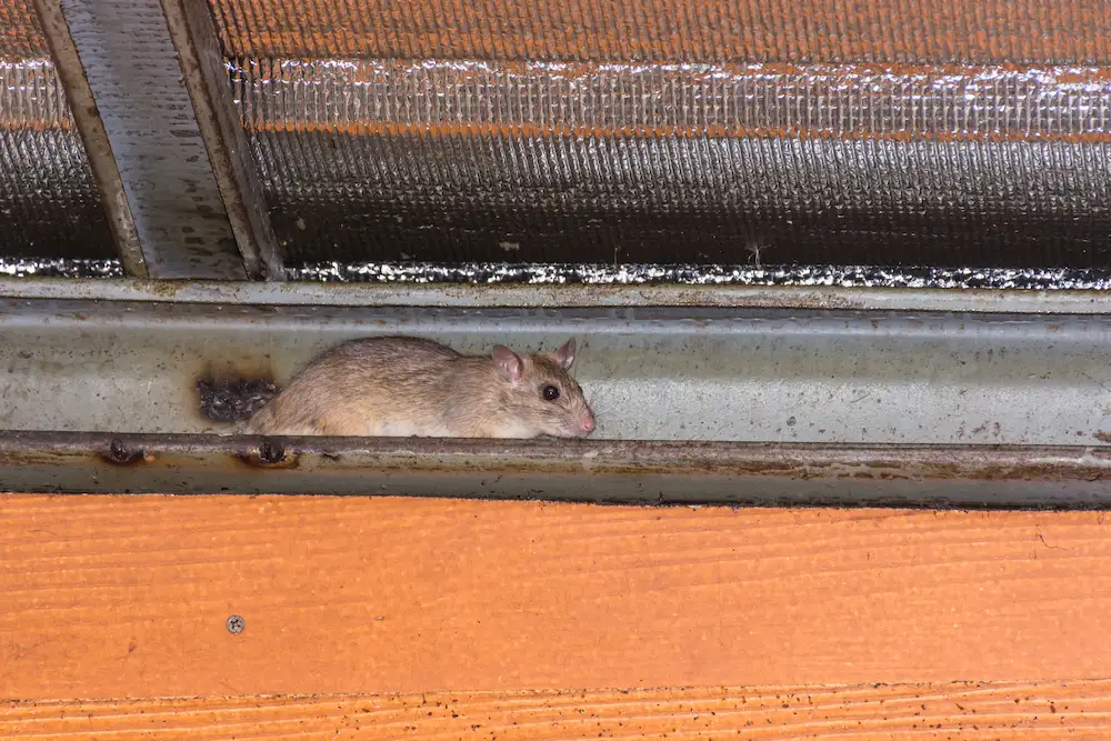 rat crawling across beam in gutter
