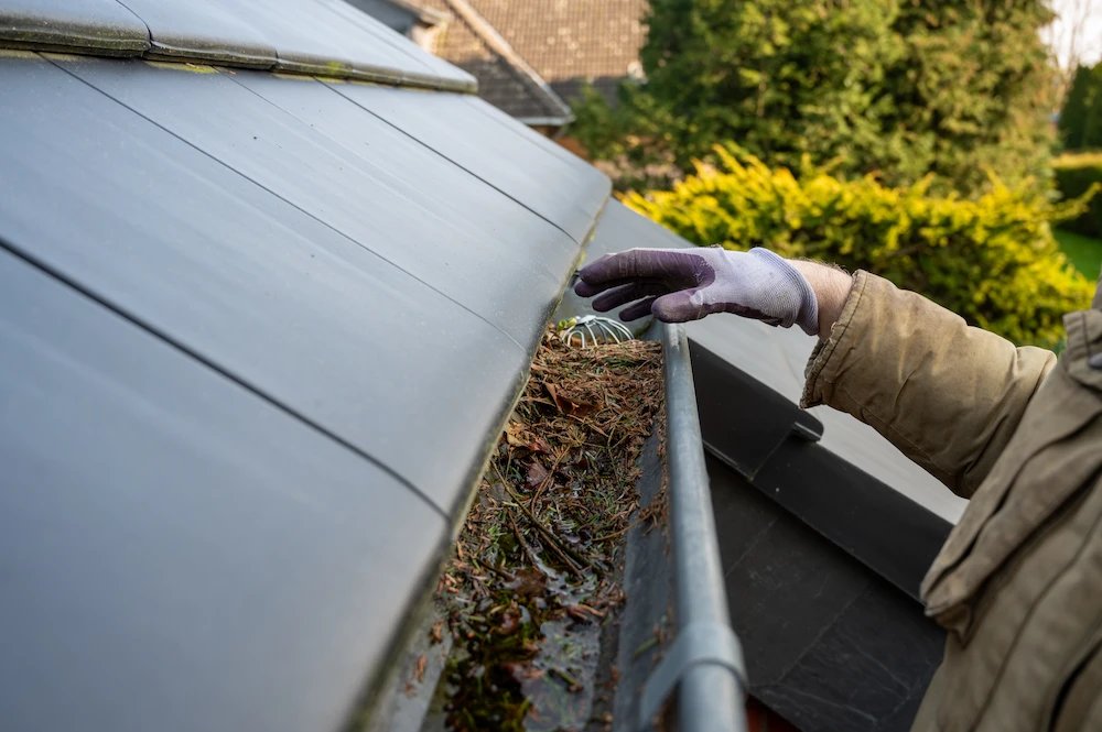 clearing the gutter of plant debris