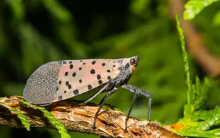 Spotted lanternflies