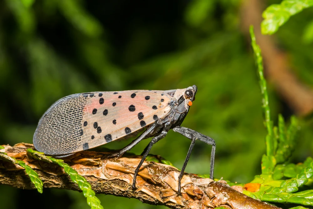 Spotted lanternflies