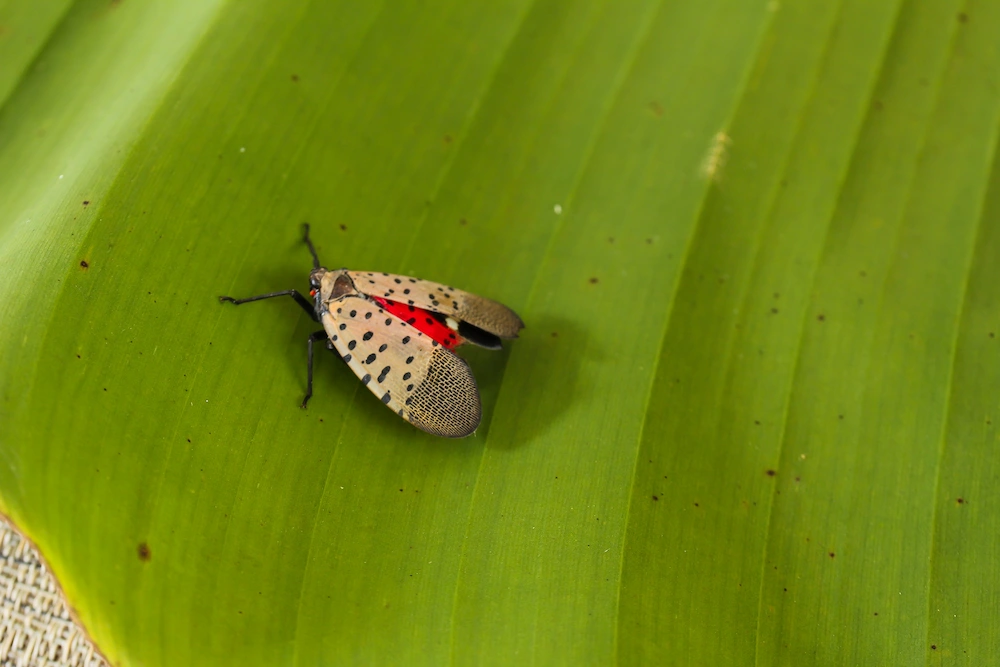 spotted lanternfly