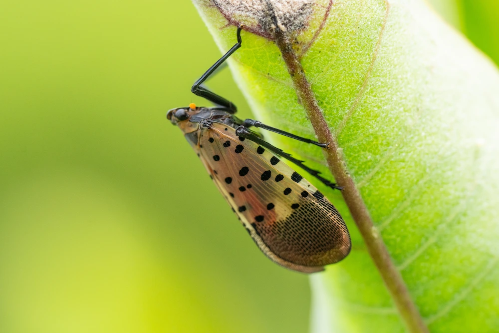 spotted lanternfly
