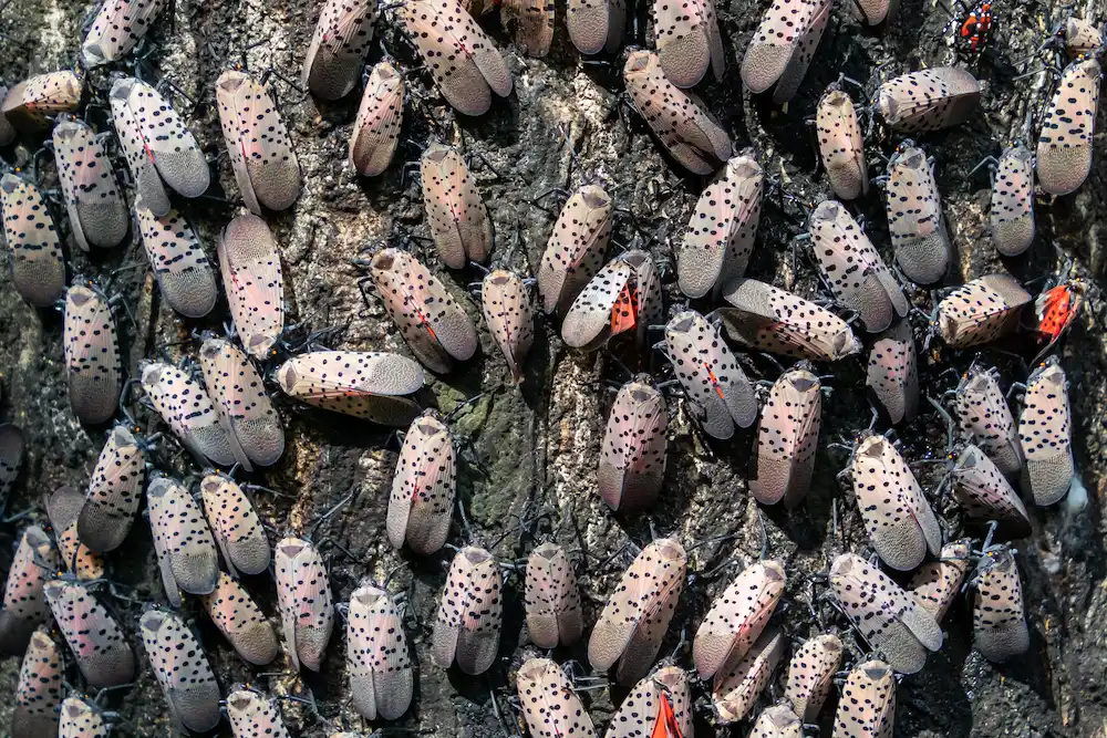 spotted lanternflies