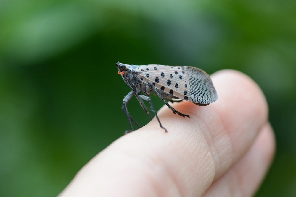 spotted lanternfly