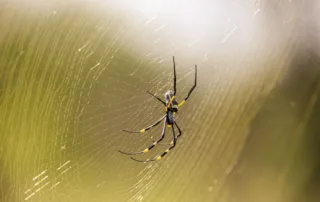 web-building and hunting spiders; spider in web