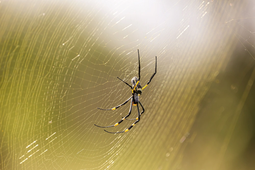 web-building and hunting spiders; spider in web