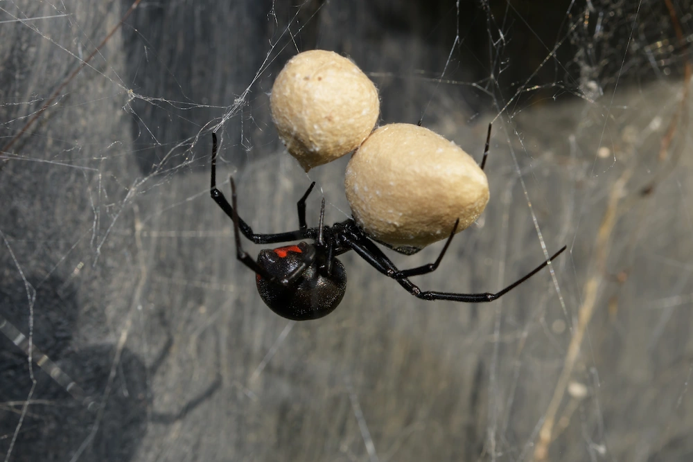 black widow with egg sacs