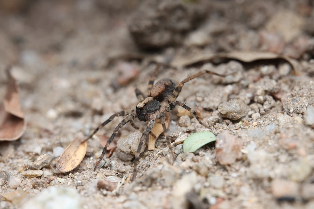 hunting spider hiding among rocks