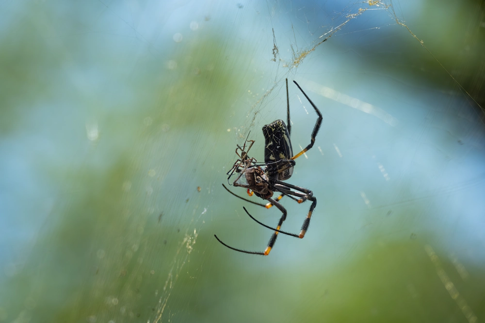 web-building spider with trapped bug