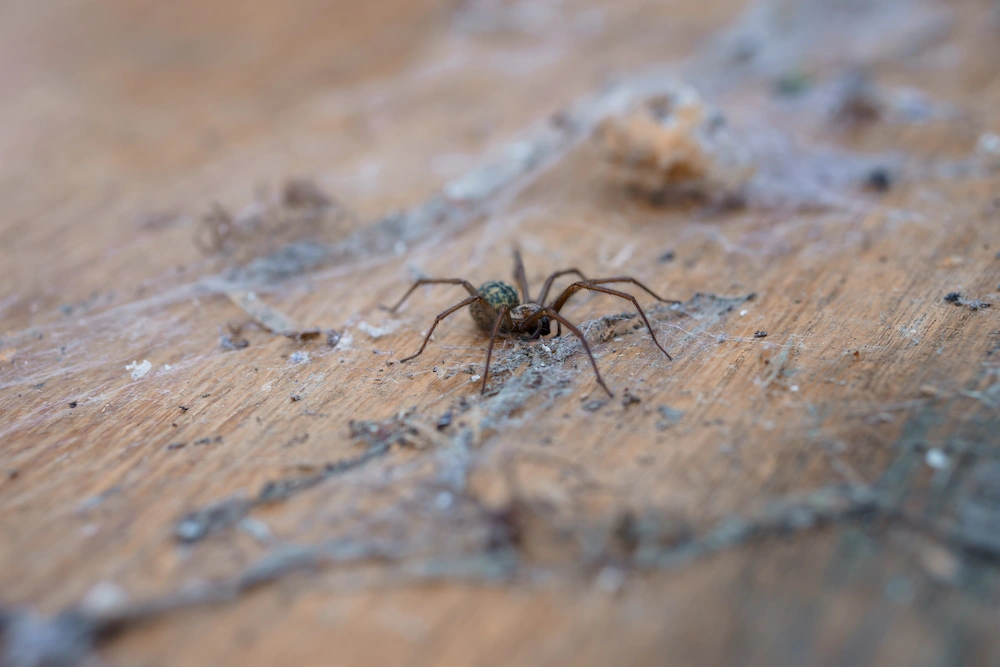 spider in dusty cobwebs and dirt
