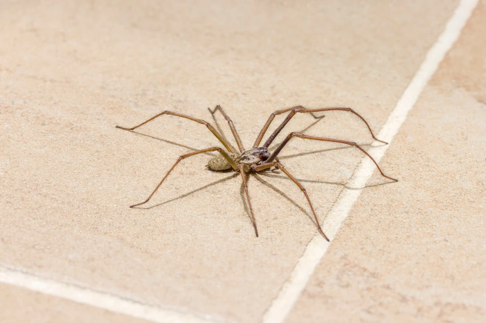 house spider on tile