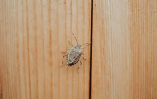 stink bug on wall; pests that overwinter in walls