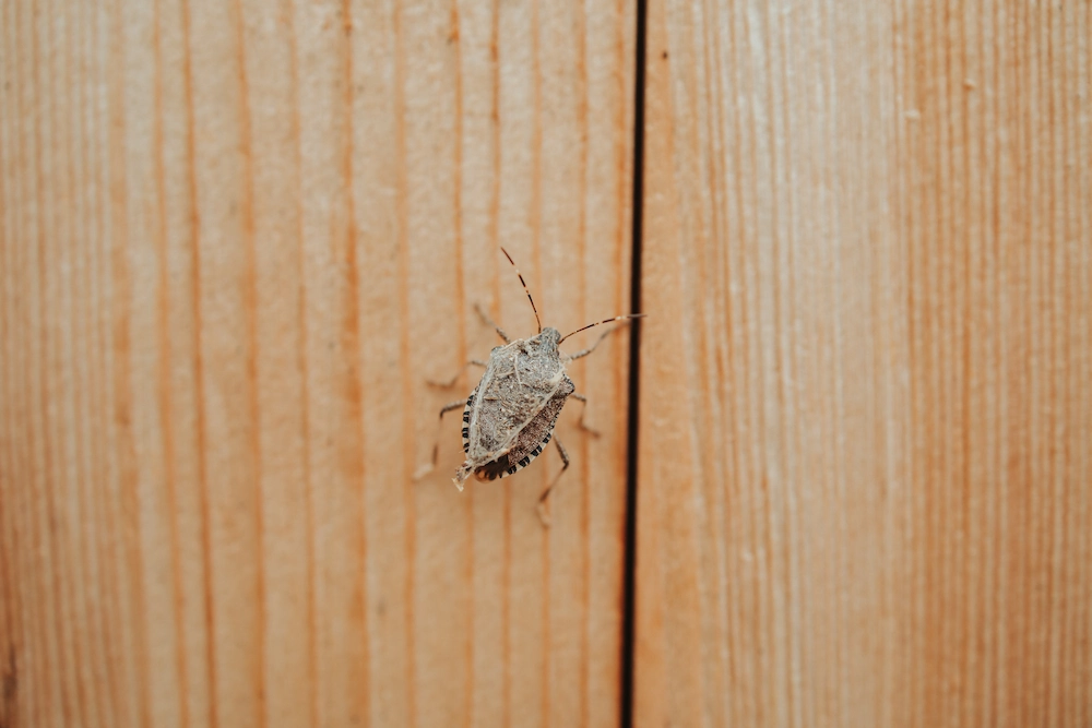 stink bug on wall; pests that overwinter in walls