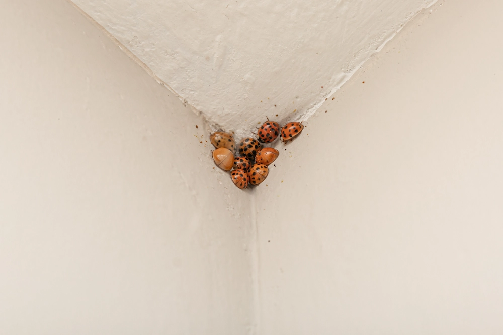 Asian lady beetles in corner