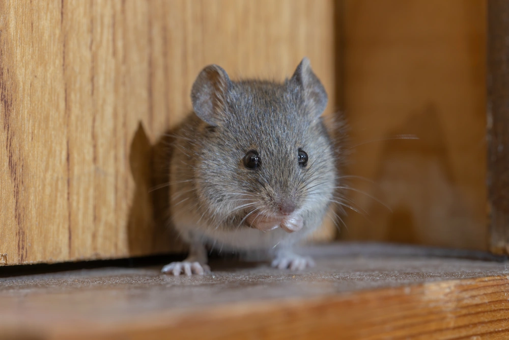 house mouse