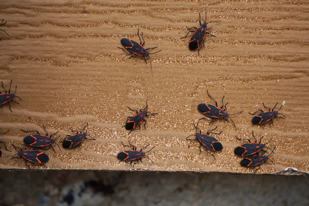 boxelder bugs in house