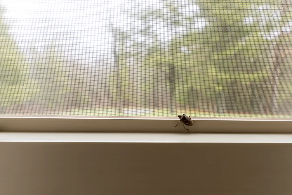 stink bug on window