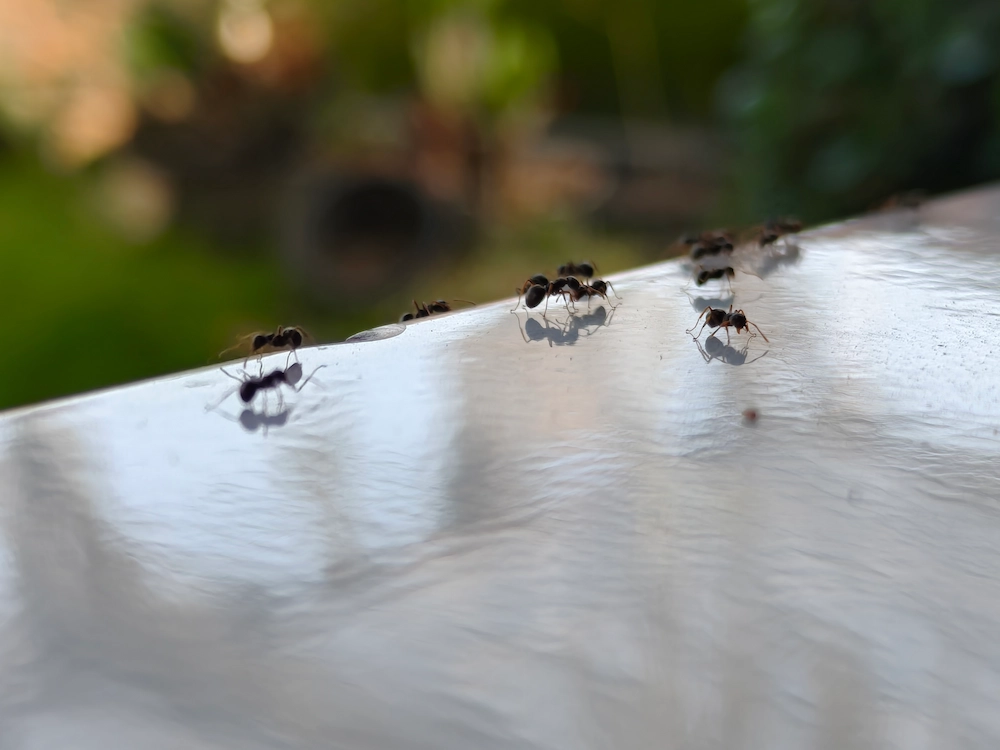 ants