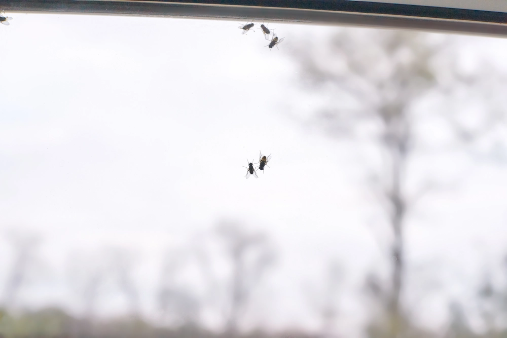 cluster flies