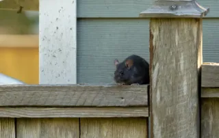 rat on fence; pests that love high entry points