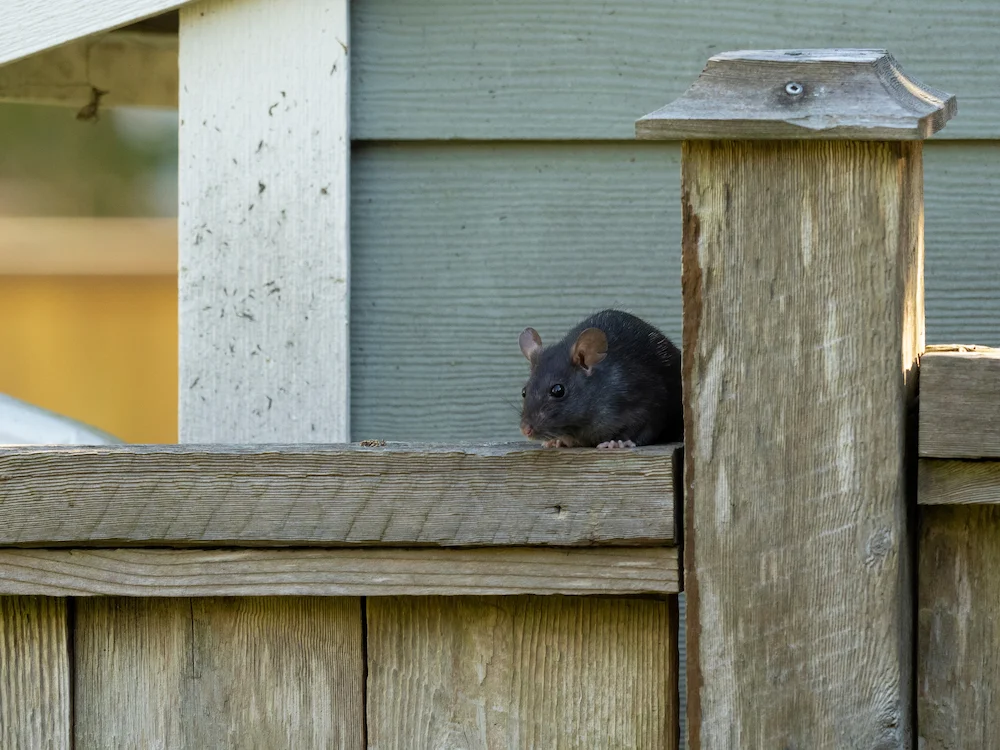 rat on fence; pests that love high entry points