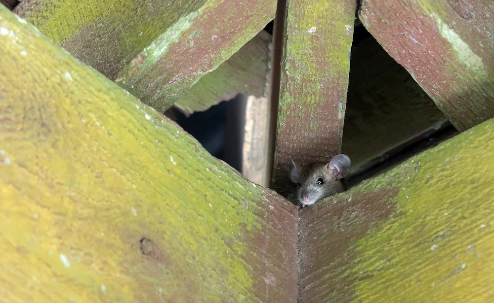 rodent hiding in wooden beams