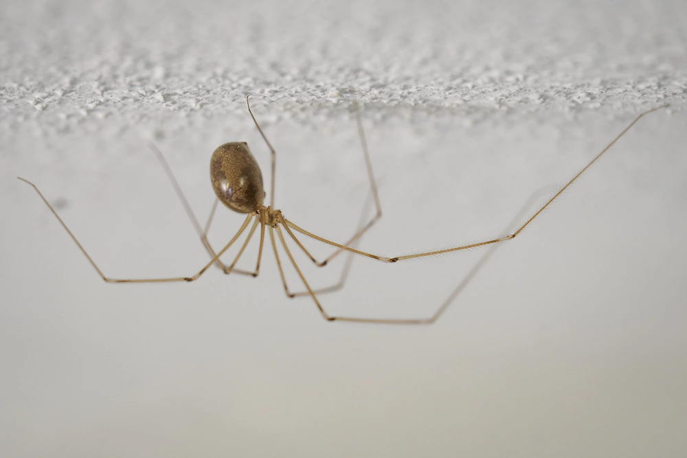spider hanging on ceiling