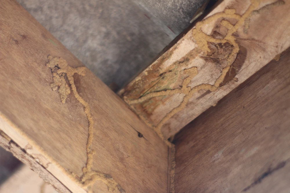 termite mud tubes on beams